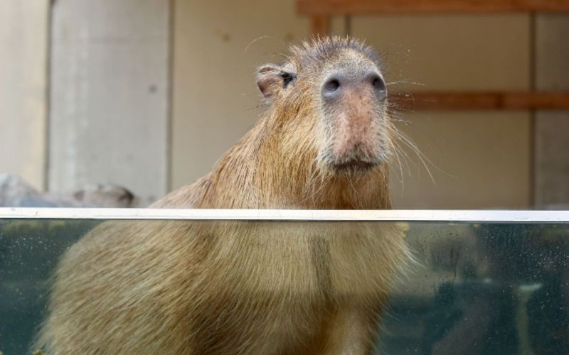 asuka-capybara asuka-capybara